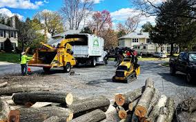 Reliable Camden, AL Tree Services Solutions