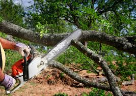 Best Utility Line Clearance  in Camden, AL