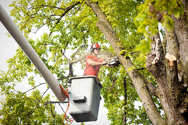 How Our Tree Care Process Works  in Camden, AL